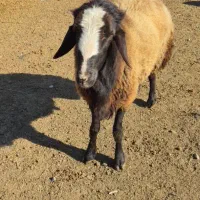 قوچ افشاری جوان هیکلی