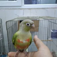 طوطی گرینچیک