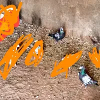 سوسکی بزک جفت نر  جاده سرخس