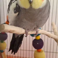 عروس هلندی نر