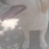 سگ پیدا شده