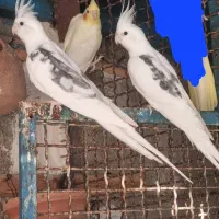 ۴عدد دوکت آلبینو