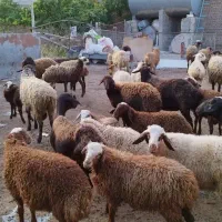 گوسفند و گوساله زنده و ذبح در محل