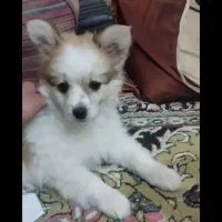 توله پامرخرسی