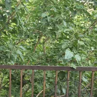 فروش روزنامه باطله