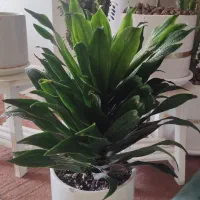 گلهای زیبا برای روز مادر که ماندنی باشه|گل و گیاه طبیعی|شاهینشهر, فدک|دیوار