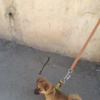 توله سگ نر پاکوتاه شناسنامه دار۲۵۰۰۰۰۰|سگ|بروجرد, |دیوار