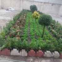 خدمات باغبانی احمدی سرویس به تمام نقاط تهران|خدمات باغبانی و درختکاری|تهران, شهرک غرب|دیوار
