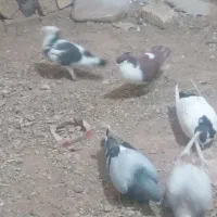 کبوتر|پرنده|تربت‌حیدریه, بالا ولایت|دیوار