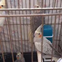 عروس هلندی|پرنده|یزد, |دیوار