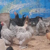 مرغ کوشین|حیوانات مزرعه|رشت, پاره بیجار|دیوار