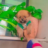 پامر خرسی عروسکی