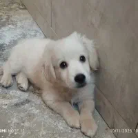 توله سگ زبروزرنگ وبازیگوش، دوست داشتنی