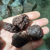 برگه زردآلو و قبصی