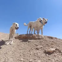 واگزاری دوتا سگ با ارزش یکی نر یکی ماده|سگ|مهربان, |دیوار