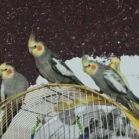 طوطی هلندی|پرنده|خرمشهر, |دیوار