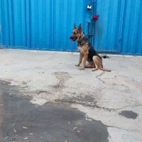 واگذاری سگ ژرمن|سگ|ورامین, ورامین|دیوار