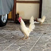 خروس جاپنیز