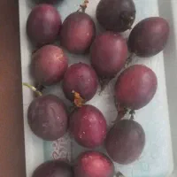 بذر پشن فروت تعداد ۲۰۰ عدد موجود هست|گل و گیاه طبیعی|اسالم, |دیوار