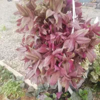 گل وگیاه|گل و گیاه طبیعی|بن, |دیوار