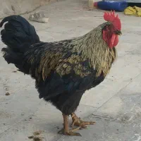 خروس