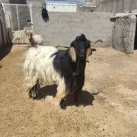 نربز چاق