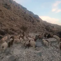 فروش ۴۰ راس  بزجوان ماده مولد داشتی