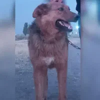 سگ گم شده|سگ|ازنا, |دیوار