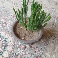 فروش گل