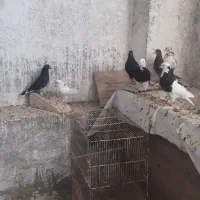 کفتر پرشی|پرنده|کاشان, ولیعصر|دیوار