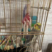 عروس هلندی نر سخن گو کاملا اهلی