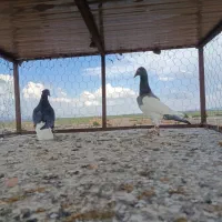 هردو نر جوان بیجا