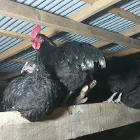 تخم نطفه دار استرالوپ استرالیایی وجوجه استرالوپ|حیوانات مزرعه|کلاچای, |دیوار