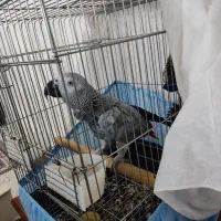 طوطی کاسکو دم قرمز