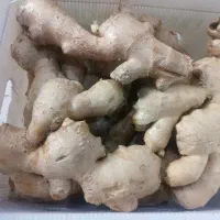 پخش زنجبیل خوبو