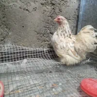 تک مرغ کوشین گلین|حیوانات مزرعه|خمینیشهر, |دیوار