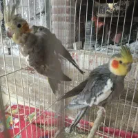 جفت عروس هلندی|پرنده|زرند, |دیوار