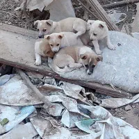 پاکوتاگوش اسبی