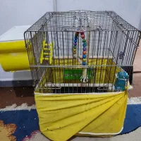 عروس هلندی جفت ماده روی تخم نشسته|پرنده|قزوین, |دیوار