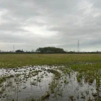 شالیزاری که بوی پول می‌دهد نه برنج|فروش زمین و ملک کلنگی|آستارا, |دیوار