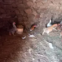 فروش مرغ تخم گذار در رابر