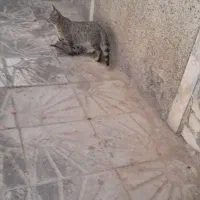 بچه گربه