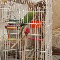 طوطی ملنگو