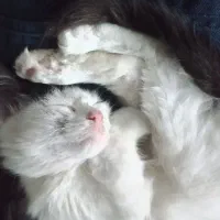 واگذاری بچه گربه نر|گربه|رشت, رشتیان|دیوار