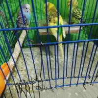 مرغ عشق ضمانتی|پرنده|کرمان, |دیوار