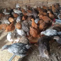 جوجه گلپایگانی 70روزه