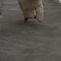 واگذاری به خانواده سگ دوست