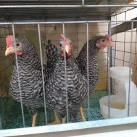 جوجه خروس آمروک و مرندی