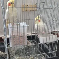 عروس هلندی به شرط