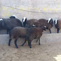 بره تخلی در حد شیشک شال|حیوانات مزرعه|تاکستان, |دیوار